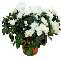 3c2eb3a7-7e0f-11ee-ae0a-001e673ebdea-1