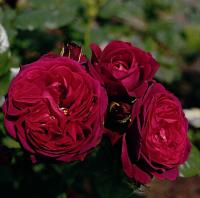 5c536f45-18cd-11ef-890d-246e9611e8f7-1