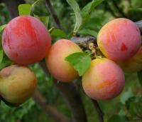 002efdf2-20fe-11f0-8918-246e9611e8f6-1