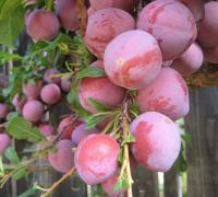 c6b37023-202c-11f0-8918-246e9611e8f6-1