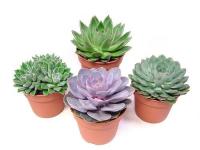 1a1c475e-7e0f-11ee-ae0a-001e673ebdea-1