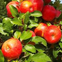 d32f27f3-d545-11ed-97e3-001e673ebdea-1