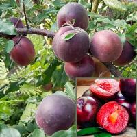 d3e8ded6-cc05-11ef-8915-246e9611e8f5-1