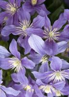 5a3cc6cc-ffef-11ef-8915-246e9611e8f5-1