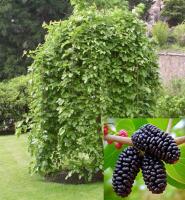 1477a8da-d32b-11ef-8915-246e9611e8f5-1