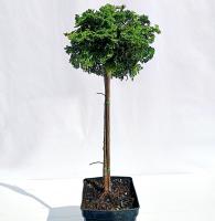 aced6faf-d407-11f0-891e-246e9611e8f6-1