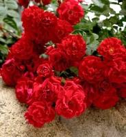 7ad9ffda-27d2-11e8-9db1-005056c00008-1