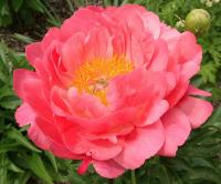 64972-pion-travyanistyy-pink-gavayan-koral-big