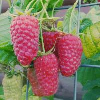 9d0d2e83-df72-11ed-97e3-001e673ebdea-1