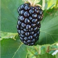 46d8412f-125f-11f1-8924-246e9611e8f6-1