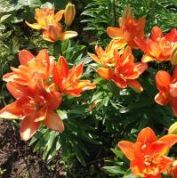 50ac7a0b-0fd8-11df-8808-0019dbe91ea3-1