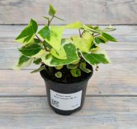 Снимок экрана_26-1-2026_162644_rassadacvetov.ru