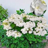 59e998c8-951c-11ea-a8e2-005056c00008-1