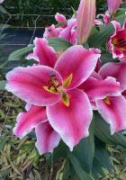 0d661850-2e76-11e8-a7ea-005056c00008-1