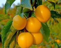 161299a1-1f54-11f0-8918-246e9611e8f6-1