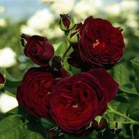 1f6fa520-50dc-11f0-891a-246e9611e8f6-1