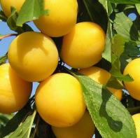 a38d1cac-bed4-11f0-891d-246e9611e8f7-1