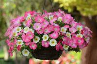 8-easy-wave-rosy-dawn-yellow-petunia-basket