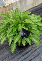 de708913-2e87-11e8-a7ea-005056c00008-1