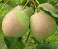 54cc7609-29c4-11f0-8918-246e9611e8f6-1 54cc7609-29c4-11f0-8918-246e9611e8f6-1