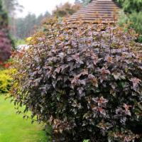 9ec34d4f-a34e-11eb-93b3-005056c00008-1