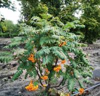 9cdf715c-baed-11f0-891d-246e9611e8f7-1