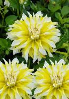 43885c9f-dfc4-11ef-8915-246e9611e8f5-1