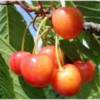 9259d6ad-cc0c-11ef-8915-246e9611e8f5-1