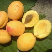 3b95de4f-f3a8-11f0-8923-246e9611e8f6-1