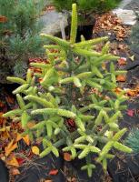 400c6a54-d4d7-11f0-891e-246e9611e8f6-1