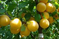 b5ca7d12-cc05-11ef-8915-246e9611e8f5-1