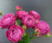 9c2dad31-27ce-11e8-9db1-005056c00008-1