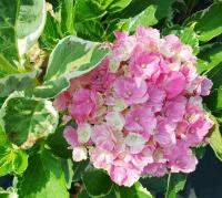 c6d6ea97-e08b-11ef-8915-246e9611e8f5-1