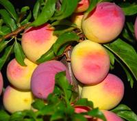 fd8a9854-becb-11f0-891d-246e9611e8f7-1