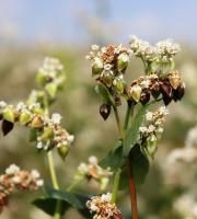 d4006558-ff29-11e6-a2c7-001e673ebdea-1