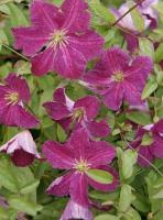 9a965648-ffee-11ef-8915-246e9611e8f5-1