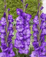 04ec7523-515d-11e9-ac99-005056c00008-1