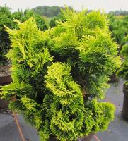 947ffcfe-43c8-11e8-8910-005056c00008-1