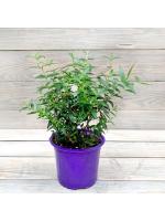 7144df63-d41d-11eb-a954-005056c00008-1