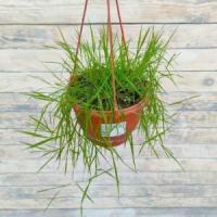 7960c587-7d52-11ee-ae0a-001e673ebdea-1