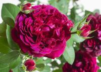 4645312f-281b-11e8-9db1-005056c00008-1