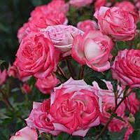 c0e4612d-50dd-11f0-891a-246e9611e8f6-1