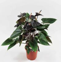 ded491a6-7e0f-11ee-ae0a-001e673ebdea-1