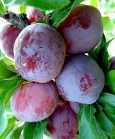 7673c458-55b1-11f0-891a-246e9611e8f6-1