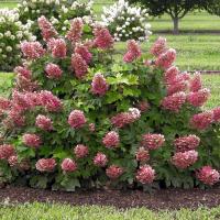 ce037b36-37ba-11eb-b90a-005056c00008-1