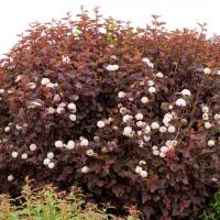 55dfcae0-a340-11eb-93b3-005056c00008-1