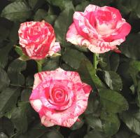 7b28c446-281b-11e8-9db1-005056c00008-1