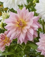 5133cf15-cf85-11f0-891e-246e9611e8f6-1