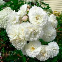 aaa5128b-2433-11e8-9db1-005056c00008-1