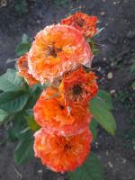 01e1e248-3619-11ef-890e-246e9611e8f7-1